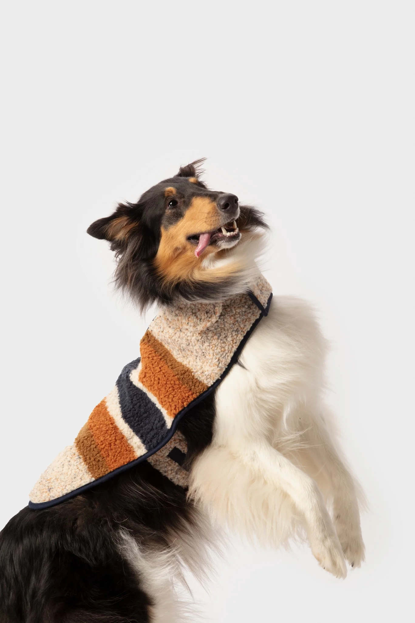 Dog Coat - Brand Stripe Ombre - Image 2